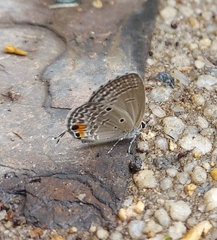 Luthrodes pandava