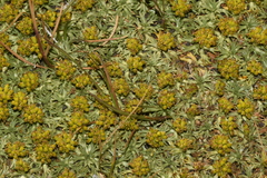 Azorella trifurcata