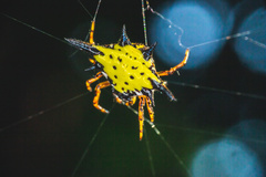 Macracantha hasselti