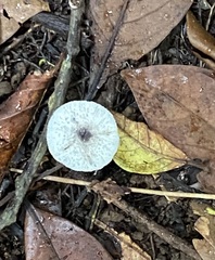 Leucocoprinus brebissonii