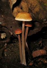 Porotheleaceae