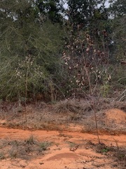Sesbania vesicaria