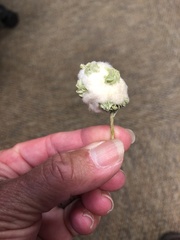 Asphondylia floccosa