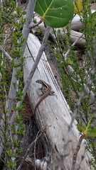 Leiocephalus psammodromus