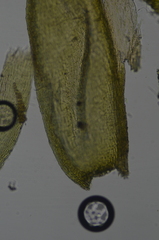 Eurhynchiastrum pulchellum