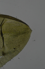 Eurhynchiastrum pulchellum