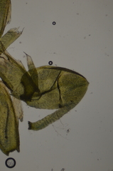 Eurhynchiastrum pulchellum