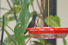 Campylopterus villaviscensio