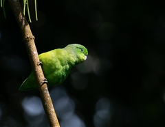 Forpus xanthopterygius