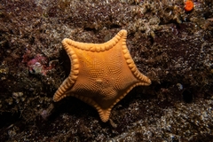 Ceramaster patagonicus