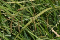 Carex darwinii