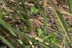 Carex aematorrhyncha