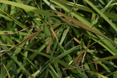 Carex darwinii