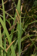 Carex darwinii