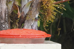 Taphrospilus hypostictus