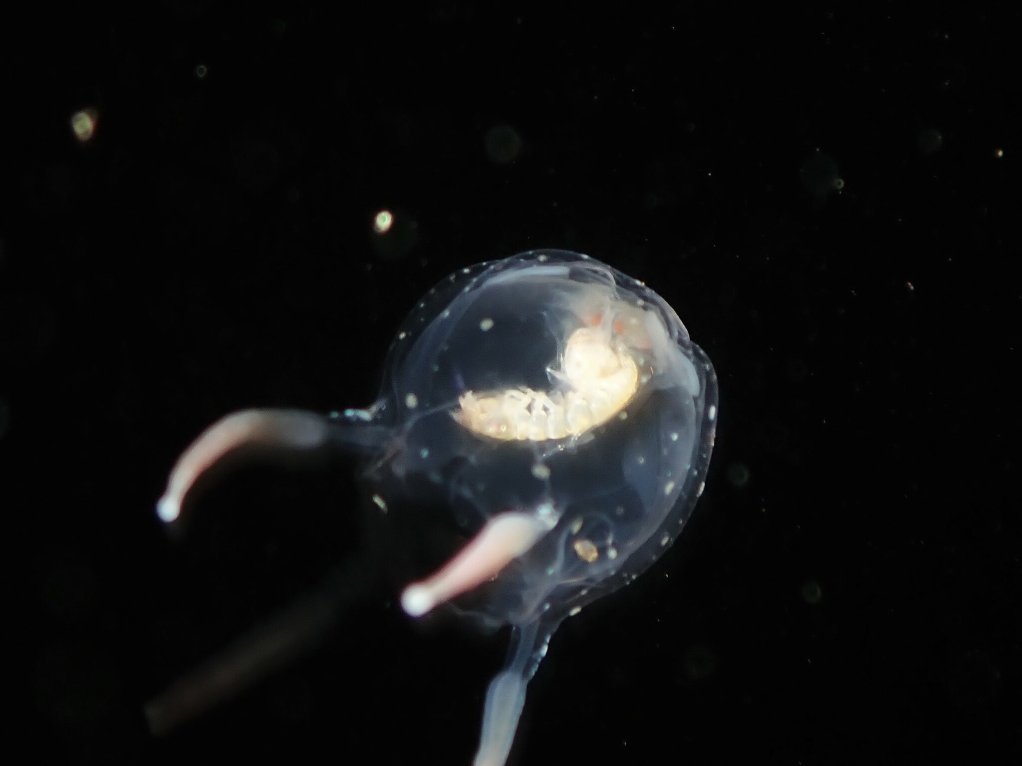 Copula sivickisi (Stiasny, 1926)