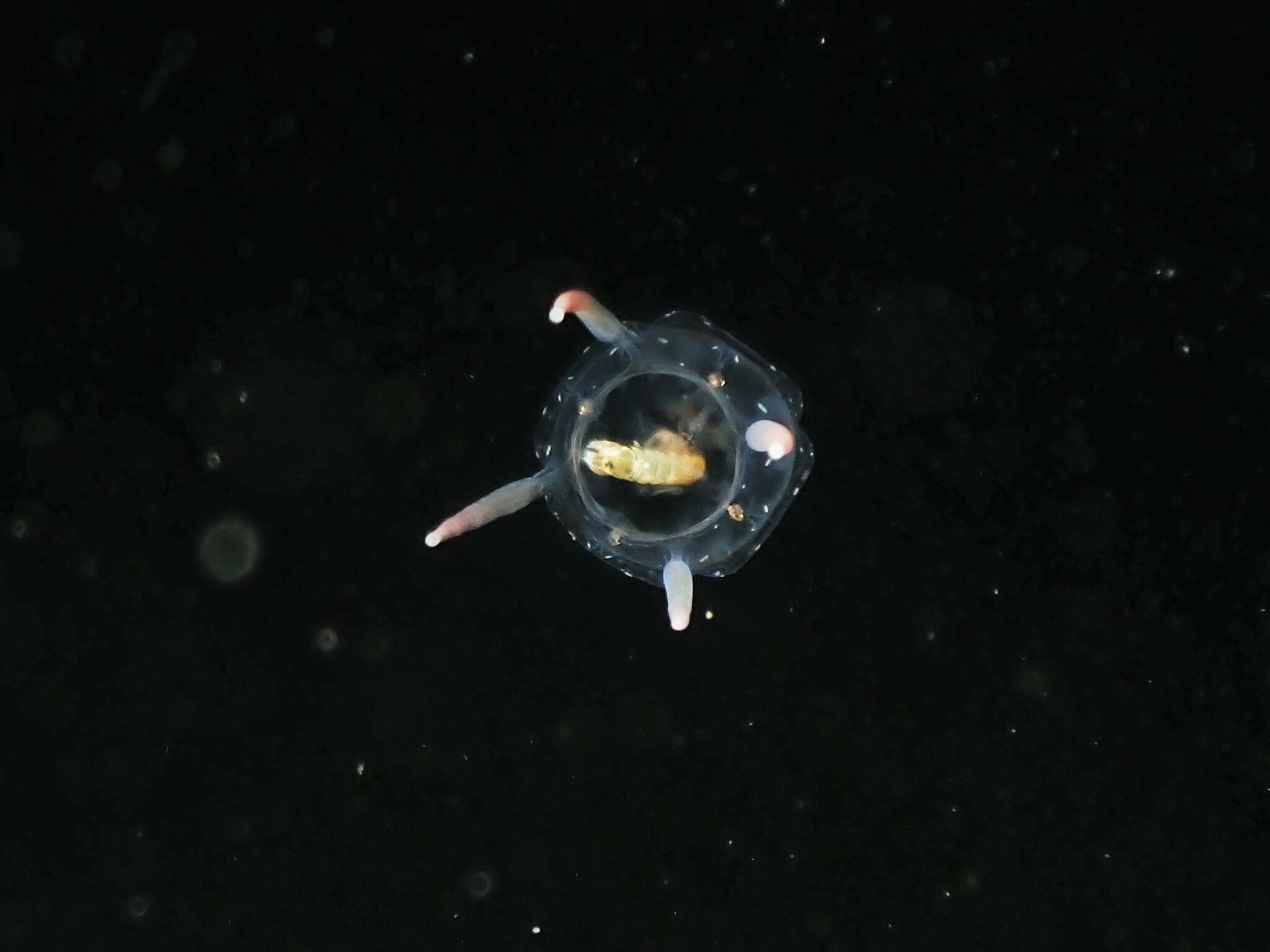 Copula sivickisi (Stiasny, 1926)