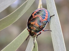 Coleotichus costatus