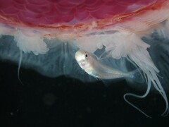 Trachurus