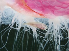 Trachurus