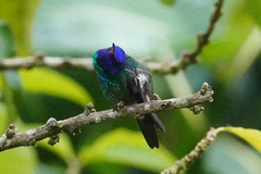 Chrysuronia oenone