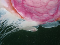 Trachurus