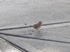 Melospiza melodia morphna