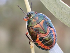 Coleotichus costatus