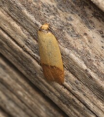 Tachystola stenoptera