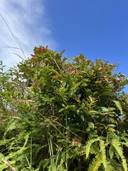 Phyllanthus mariannensis