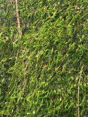 Herpetineuron toccoae