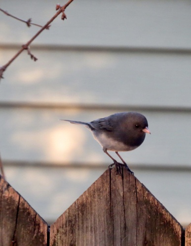 Dark-eyed Junco photographed in New Jersey
