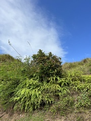 Phyllanthus mariannensis
