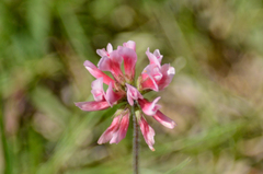 Trifolium polymorphum