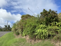 Phyllanthus mariannensis