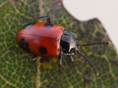 Endomychus biguttatus