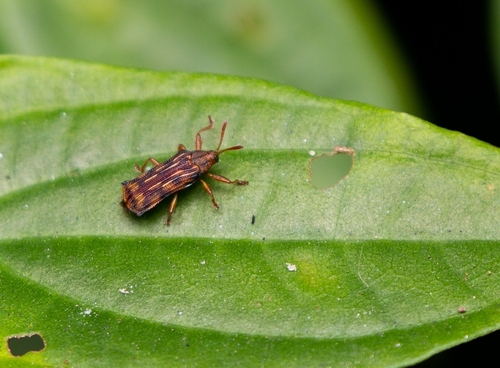 Probaenia venusta