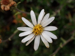 Celmisia rupestris