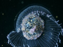 Aequorea