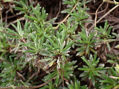 Celmisia rupestris