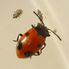 Endomychus biguttatus