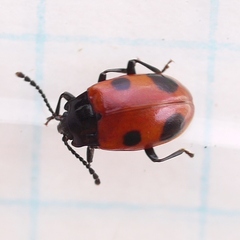 Endomychus biguttatus