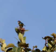 Anisognathus somptuosus