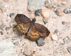 Theagenes dichrous