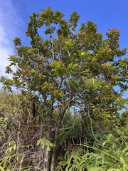 Phyllanthus mariannensis