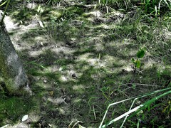 Eleocharis acicularis