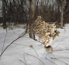 Vernonia fasciculata