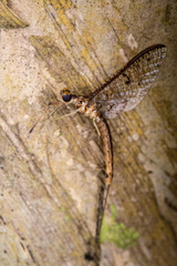 Ephemera glaucops