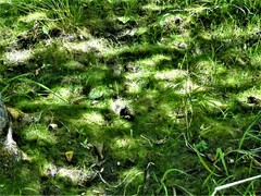 Eleocharis acicularis