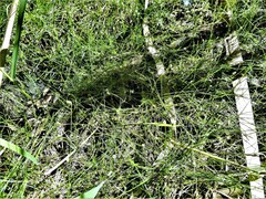 Eleocharis acicularis